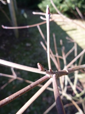 Cornus nuttallii 'Ascona' - dřín nuttallův - pupen